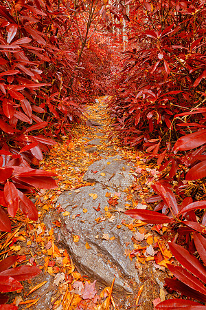 Ruby Rhododendron Trail - Pase Point