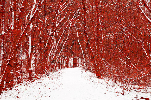 Red Winter Woods