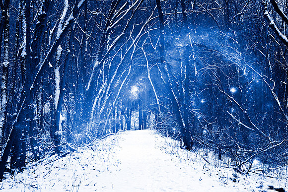 Cosmic Winter Woods