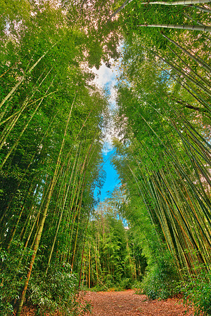 Bamboo Keyhole Forest