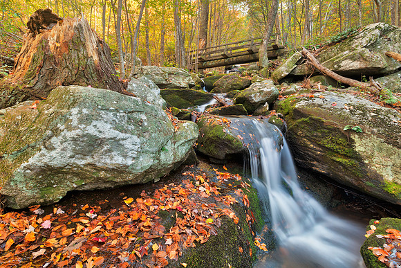 Apple Orchard Autumn Stream