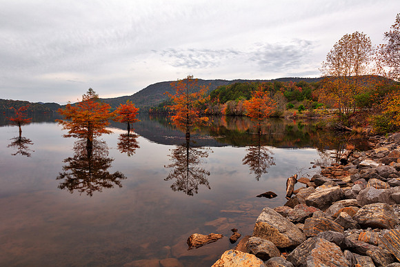 Free Standing Trees in the Stream