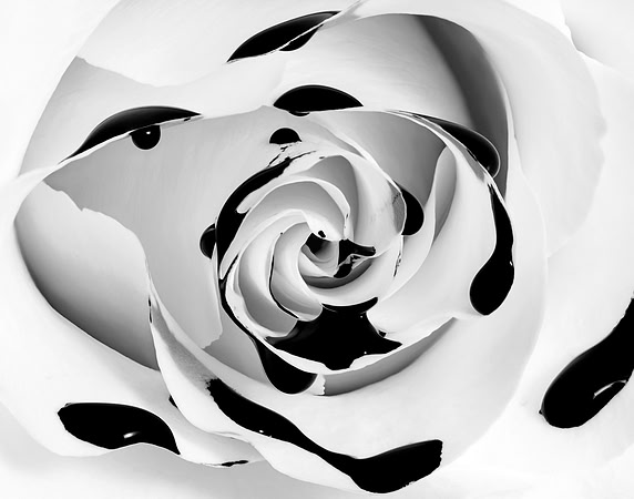 Black Bleeding Rose