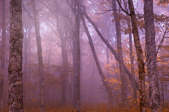 Majestic Mist of Spruce Knob