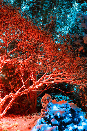 Winter Night Lights of Meadowlark Gardens