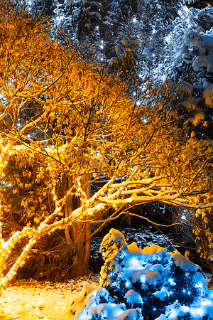 Gold Winter Night - Meadowlark Gardens