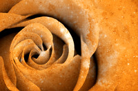 Vintage Space Rose