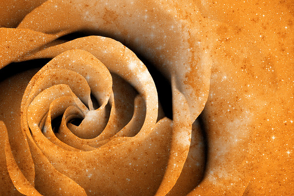 Vintage Space Rose