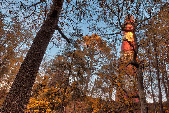 Chincoteague Forest Light