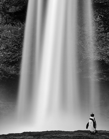 Penguin Pin Falls