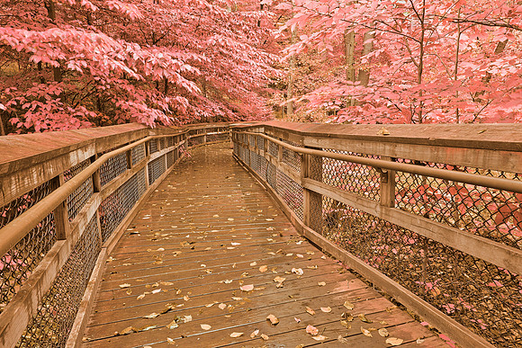 Catoctin Boardwalk Trail - Rustic Pastel Fantasy