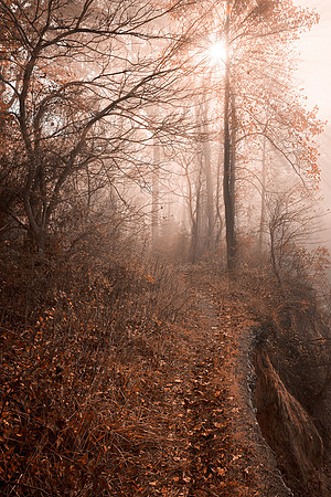 Misty Sun Kissed Trail - Sepia Nostalgia