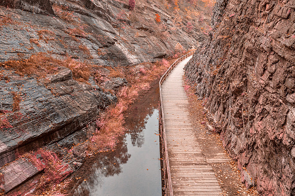 Paw Paw Boardwalk Trail - Pink Pastel Fantasy