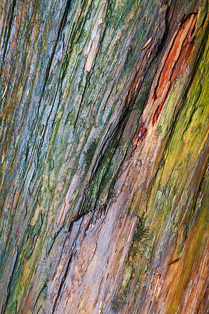 Water Colored Wood