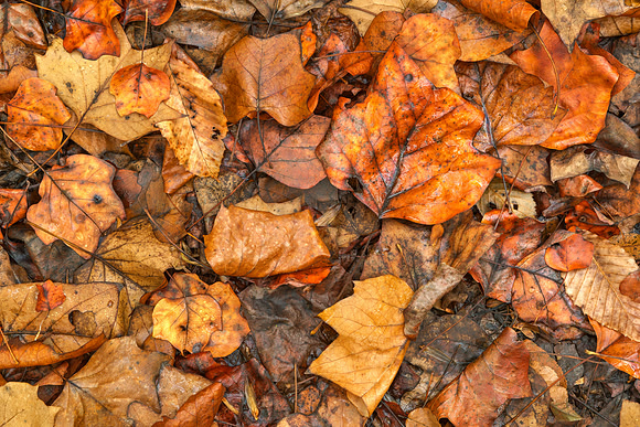 Drowning Autumn Decay
