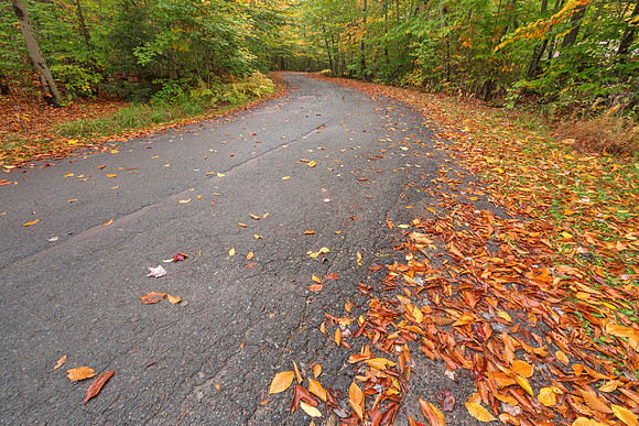 Winding Autumn Forest Road