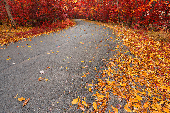 Winding Autumn Forest Road - Ruby Gold