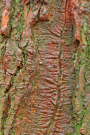 Mossy Wood Rifts