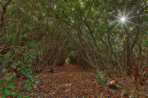 Rhody Sunburst Trail