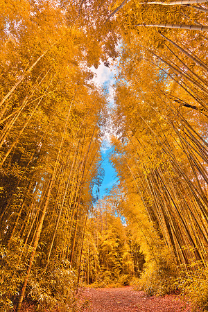 Golden Bamboo Forest
