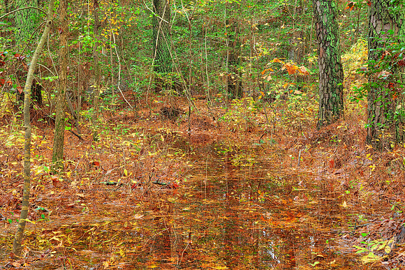 Flooded Forest Trail - Blackwater Refuge