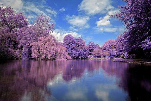 St. Stephen's Purple