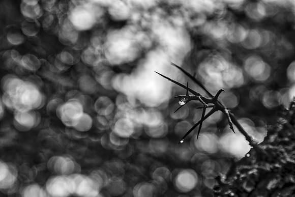Ominous Bokeh Thorns