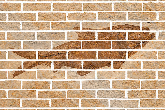 Fish Fossil Wall