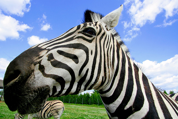 Friendly Zebra