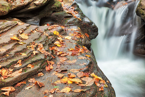 Autumn Face Stream