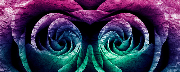Chameleon Rose