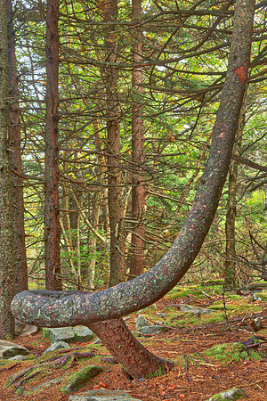 Twisted Spruce Knob Tree