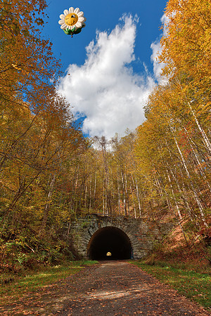 Smiling Daisy Forest Tunnel