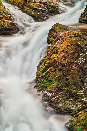 Dickson Fork Stream