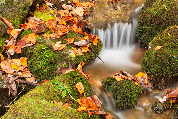 Wigwam Autumn Moss Stream
