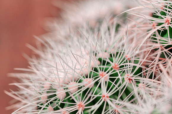 Cactus Dream Spines