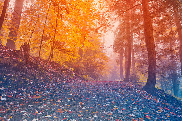 Rainbow Mist Forest