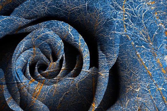 Susquehanna Winter Rose