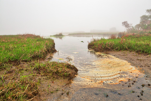Misty Foam Marsh