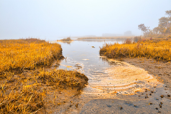 Misty Gold Foam Marsh
