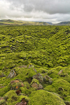 Rugged Green Moss of Iceland