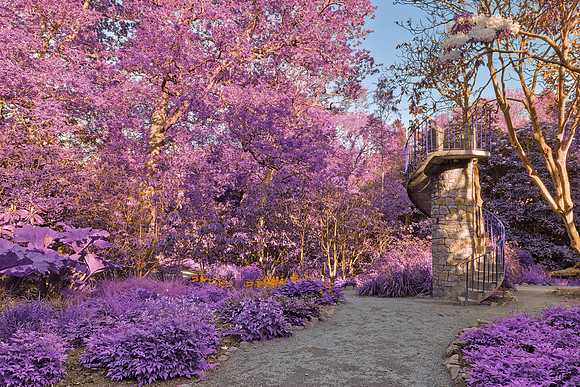 Purple Clyne Tower Path