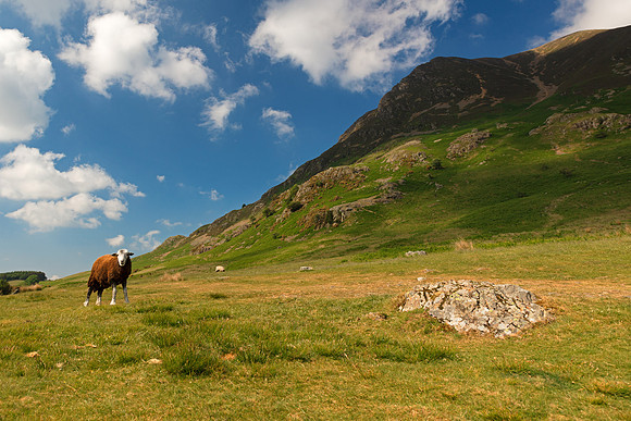 Herdwick Mountain Sheep