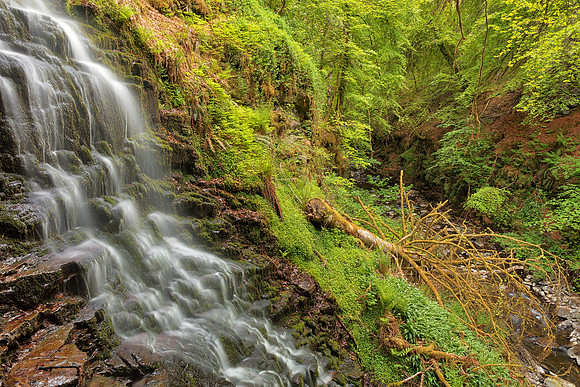 Aberfeldy Fell Tree Falls