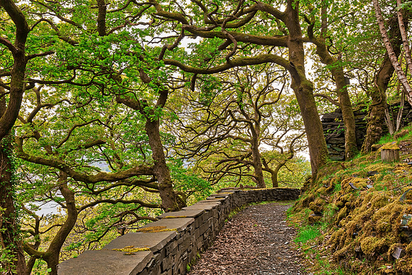 Dinorwic Woods Trail