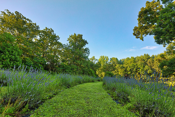 Soleado Lavender Trail
