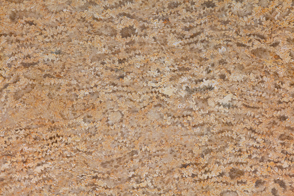 Coral Fossil Texture