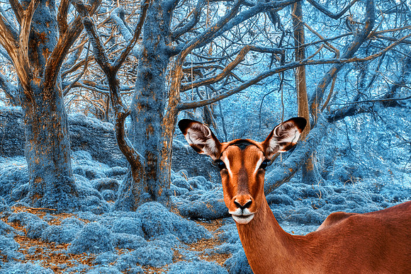 Impala Winterland