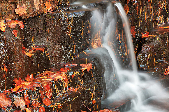 Autumn Fenwick Stream