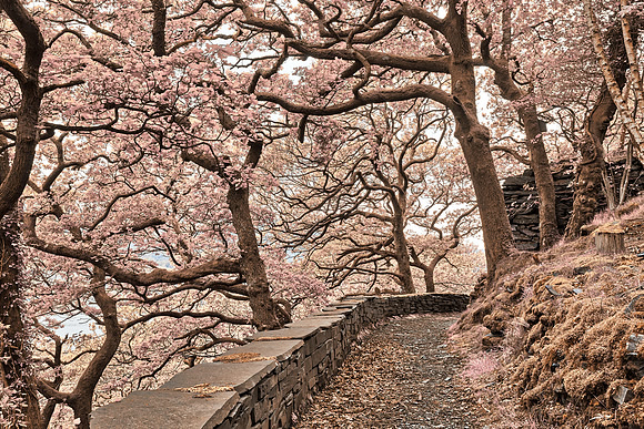 Welsh Fantasy Blossom Trail